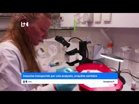 Le moustique est venu en avion" en Allemagne / Deux employés d'aéroport meurent du paludisme